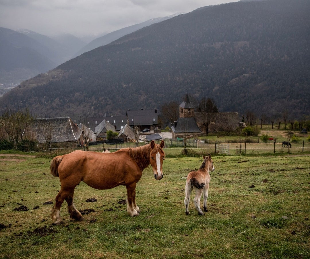 Pelaje rizado y largo en los caballos