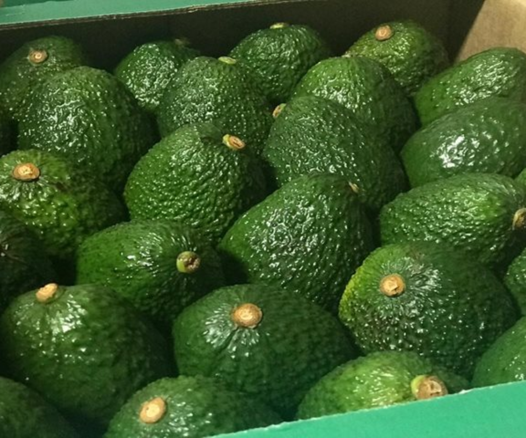 Colombia destaca por producir aguacate durante todo el año y no por temporadas, además de tener un sector productor estable y abierto a la negociación