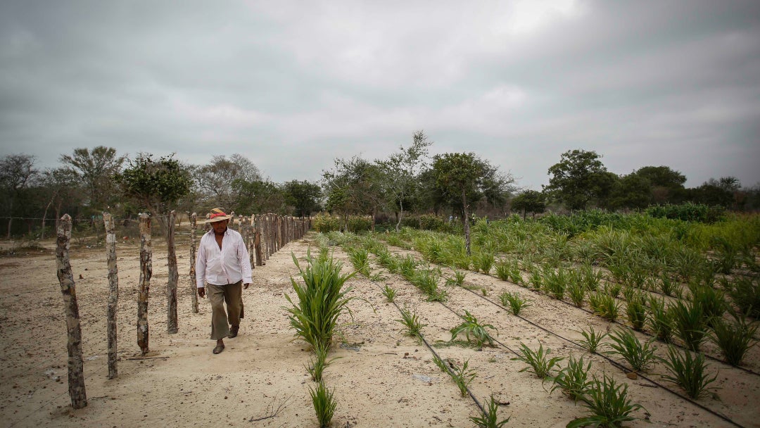 Efectos del fenómeno de El Niño