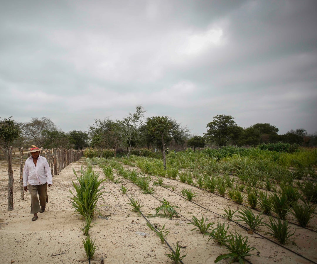 Efectos del fenómeno de El Niño