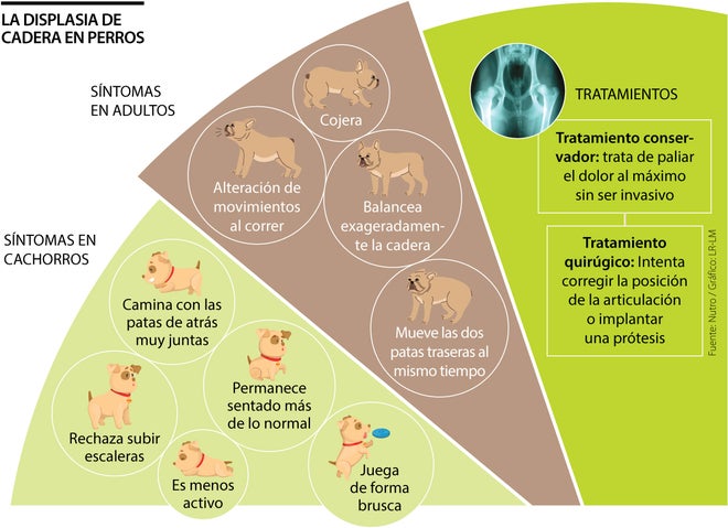 La displasia de cadera en perros