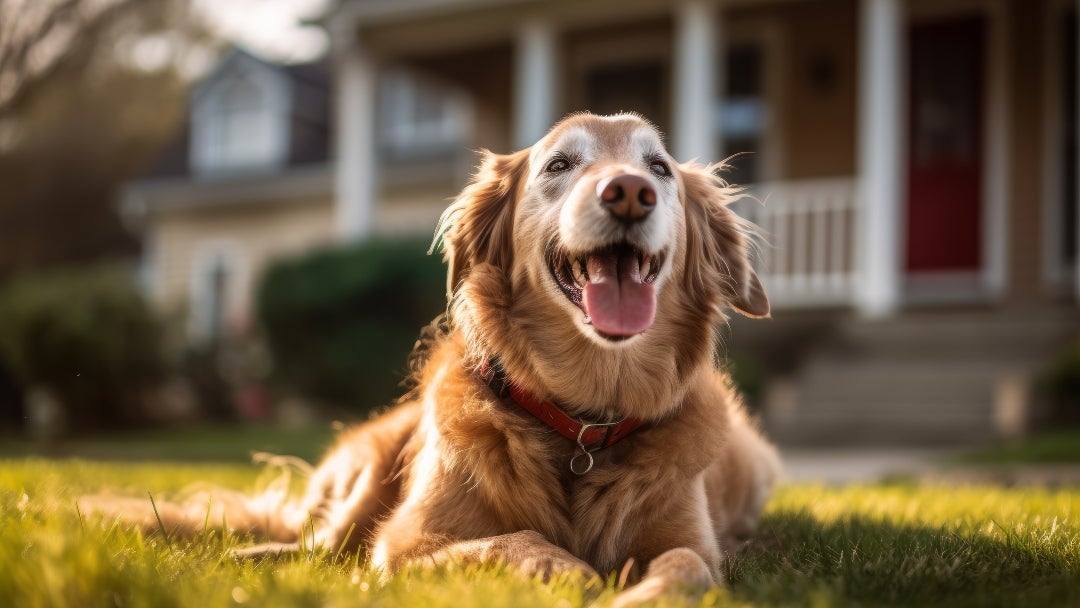 Golden retriever