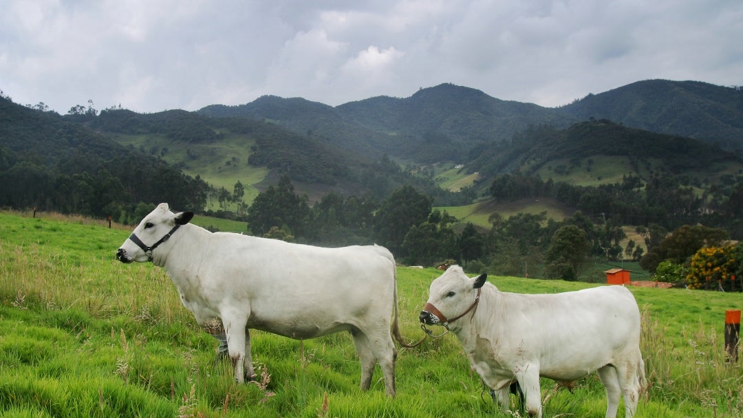 Blanco orejinegro