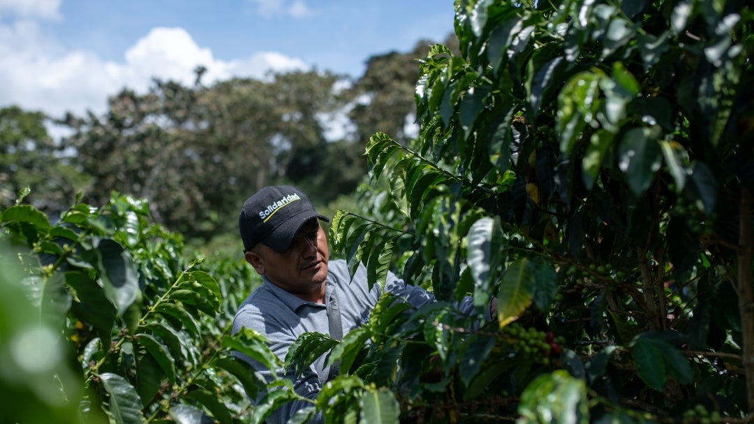 Cafetero