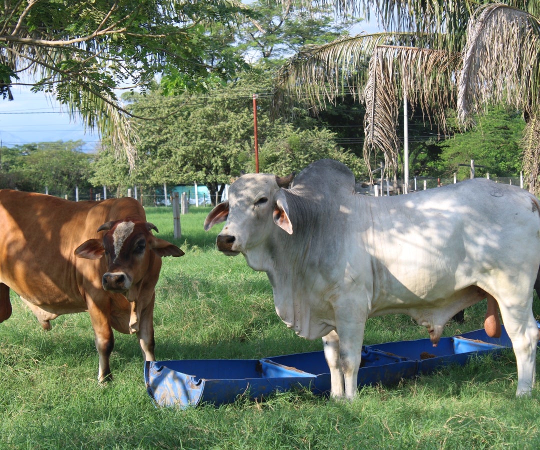 Ganado alimentado con NutPlam