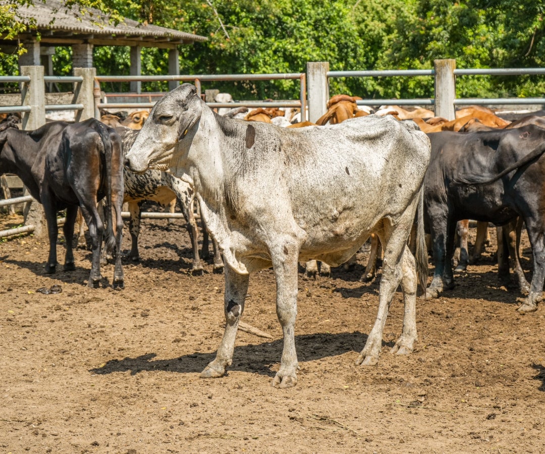 Entrega de novillas a comunidades