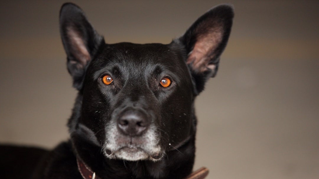 Aceite de coco, antipulgas natural para mascotas