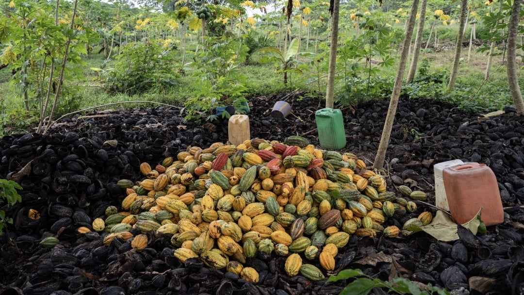 Cacao