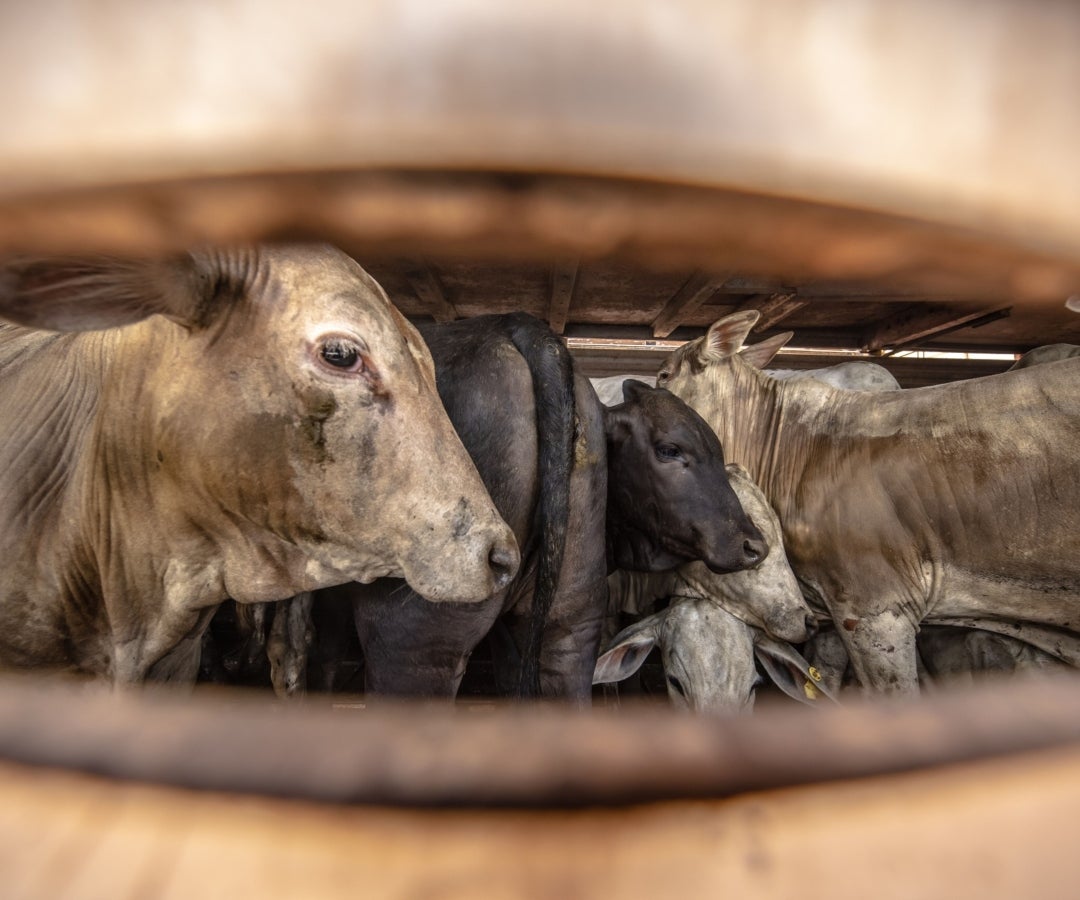 Ceba de bovinos de descarte