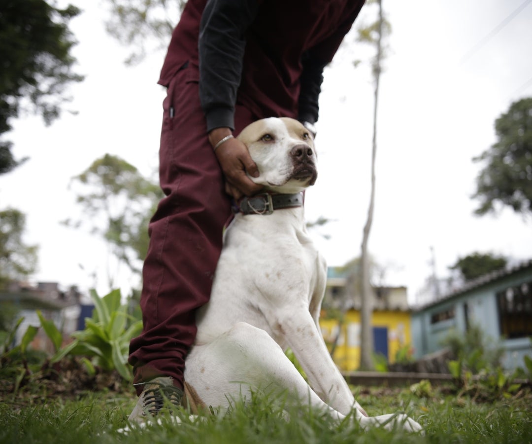 Canino