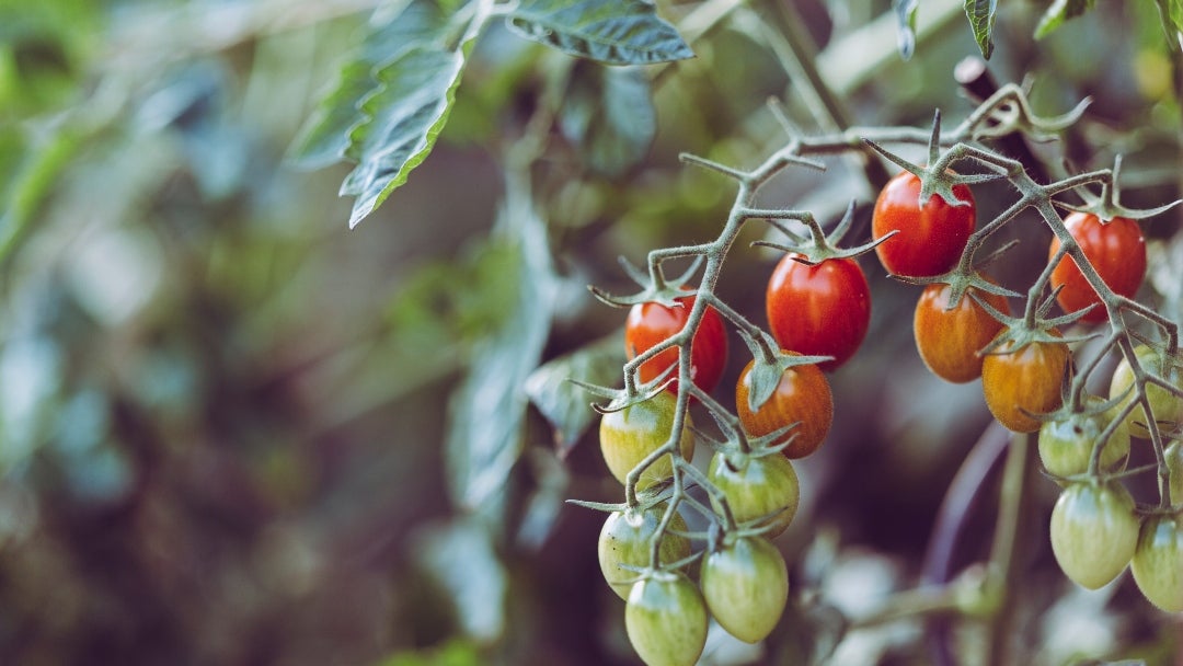 Cultivo de tomate