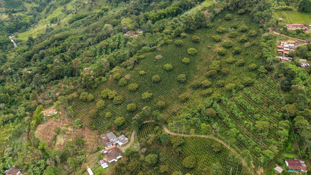 Paisaje Cafetero