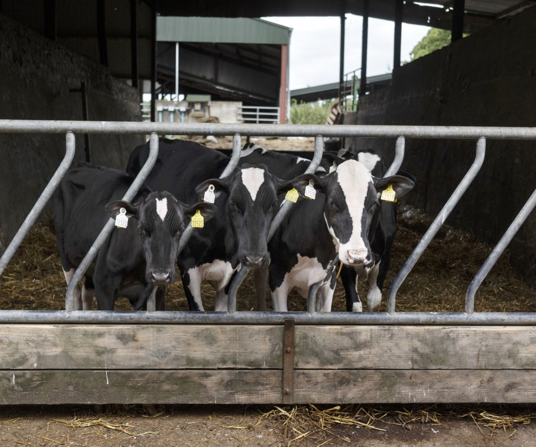 Ganado alimentándose