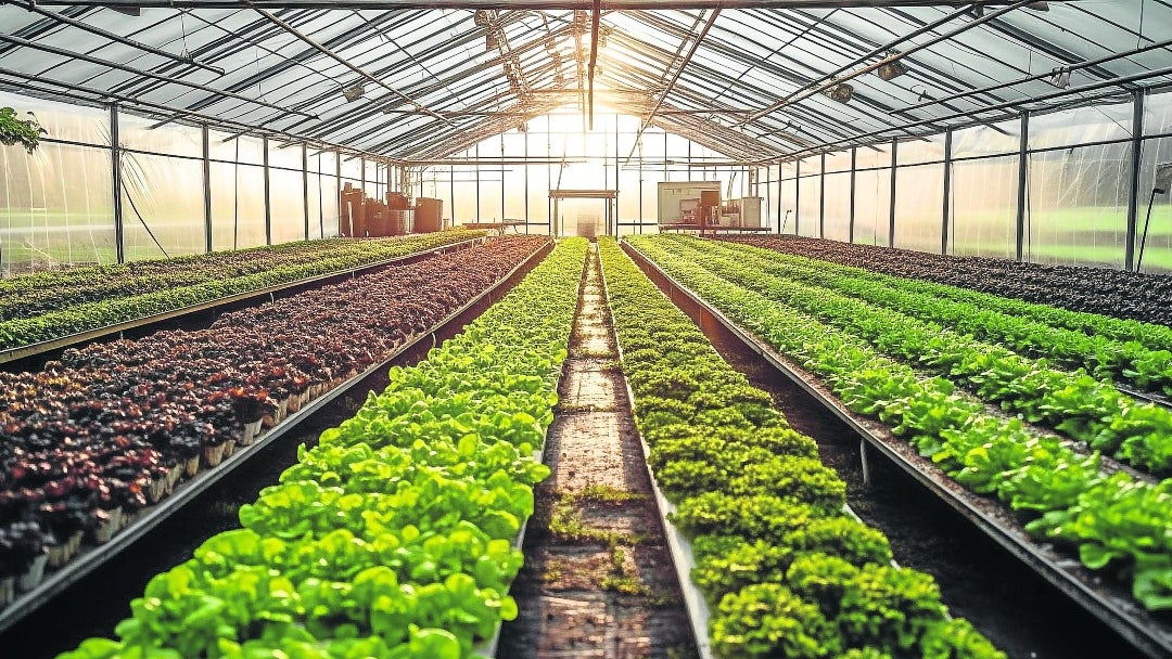 Crecimiento plantas orgánicas