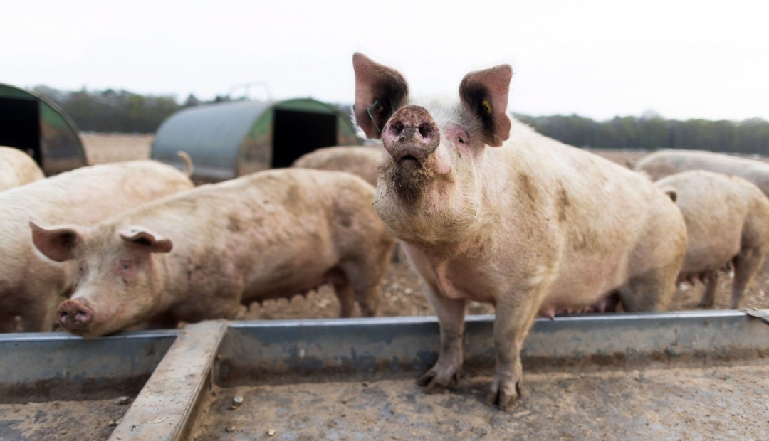 Swine influenza and parvovirus, infectious diseases affecting pigs
