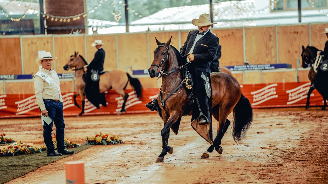 Caballo criollo