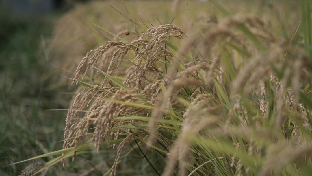 Grano de arroz cosechado