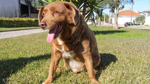 Bobi, el perro más viejo del mundo