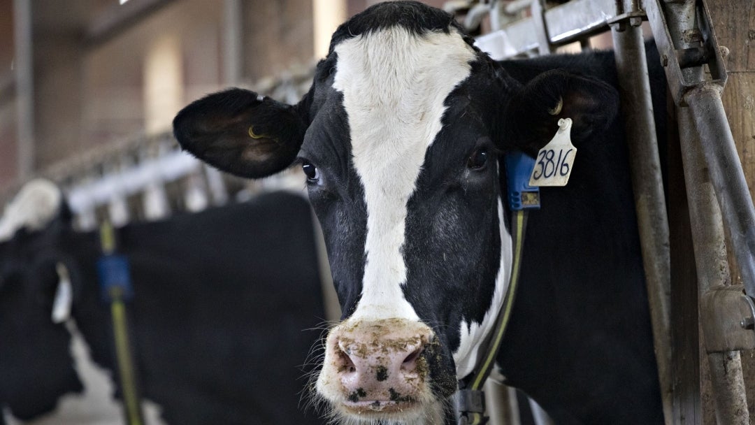 Producción de leche