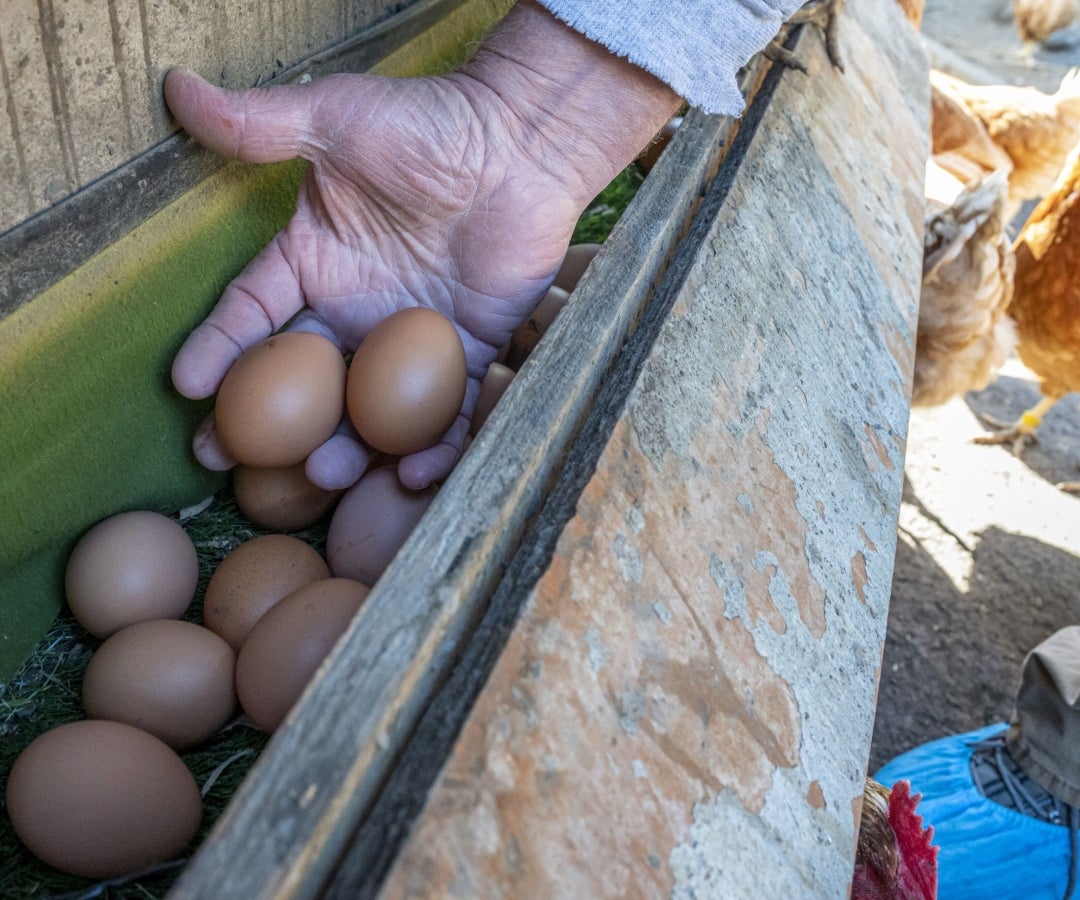 Producción de huevos