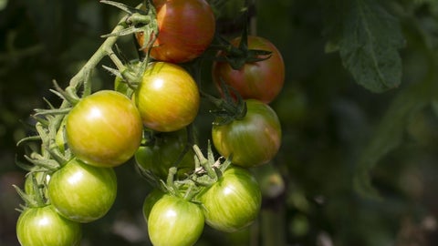 Cultivo de tomate