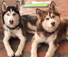 Las mascotas y su papel en el tratamiento de la salud emocional