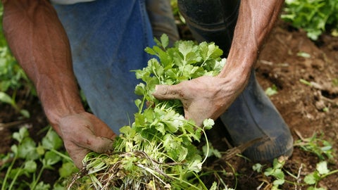 Cultivo de cilantro