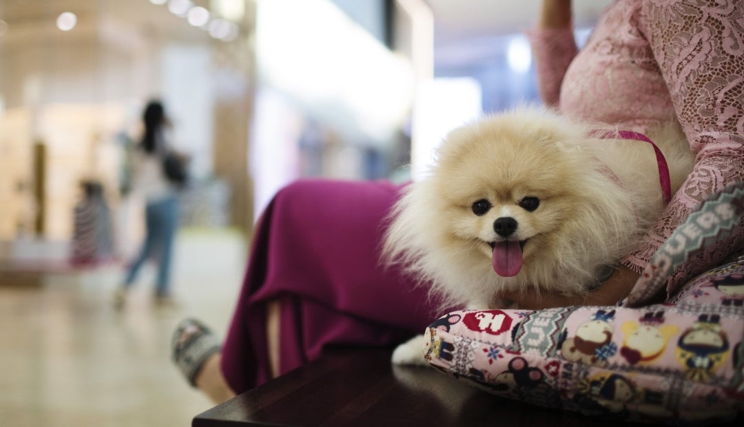 es necesaria la vacuna contra la influenza canina