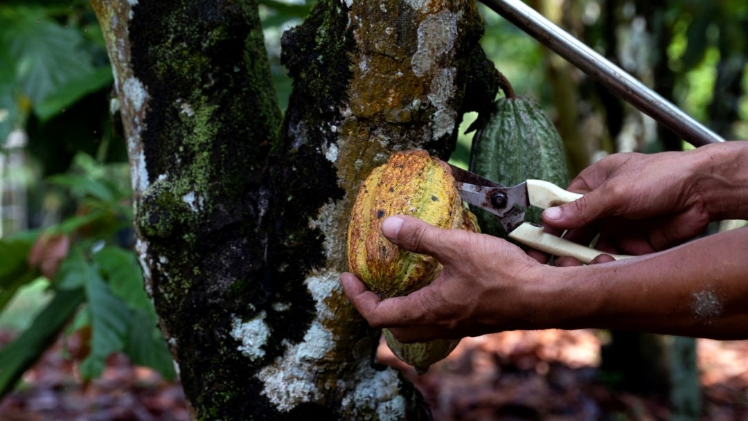 Cacao