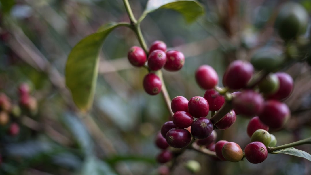 Variedad del café