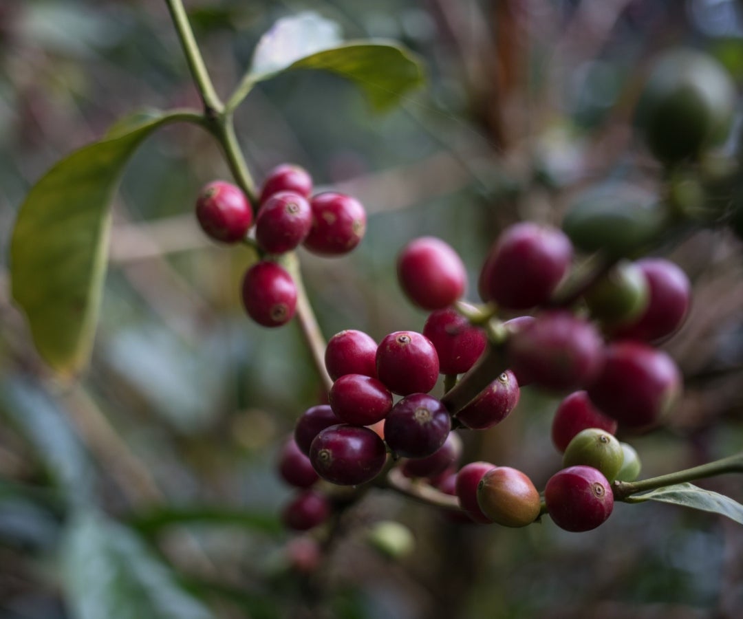 Variedad del café