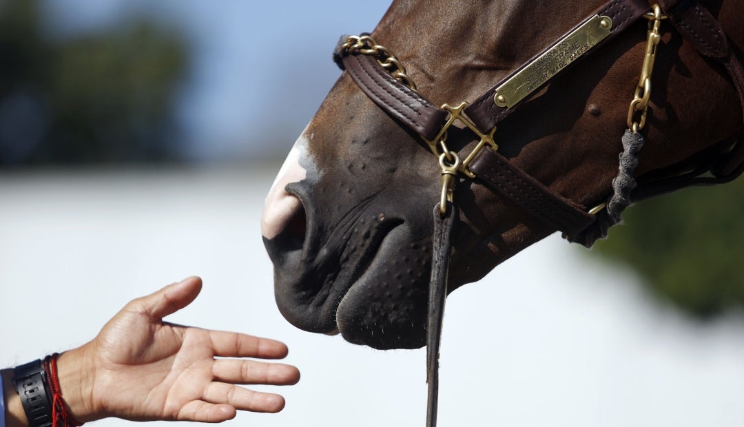 Horses develop a cough, which is an indicator of respiratory illness such as bronchitis