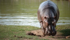 Hipopótamos en Colombia