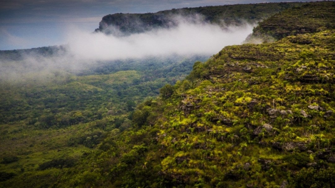 Extinción de dominio por deforestación