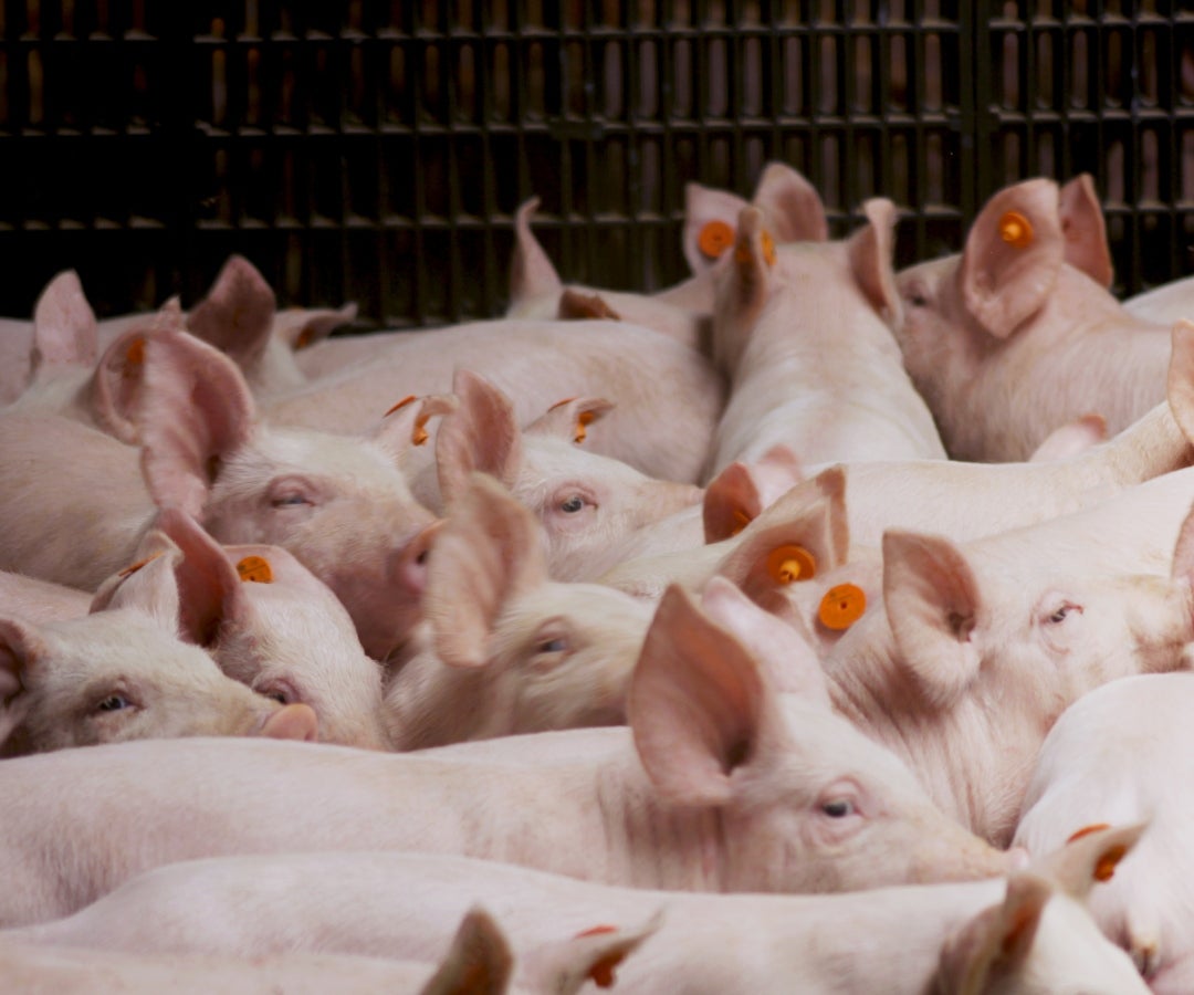 Granja porcina