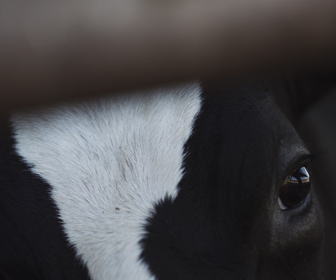 Producción ganadera