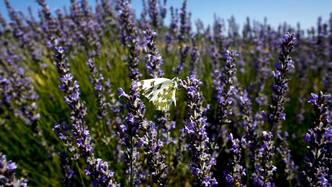 Cultivo de lavanda