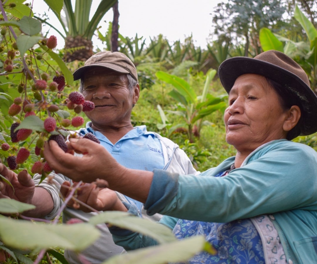 Inseguridad alimentaria