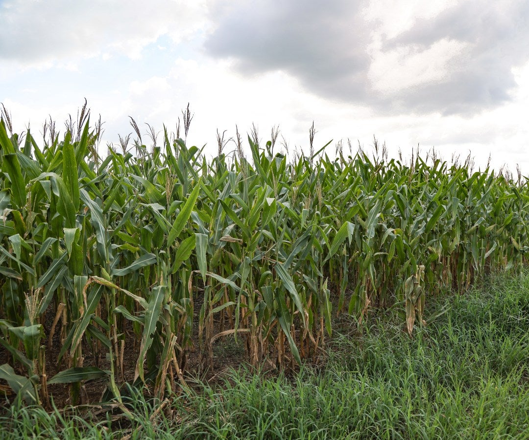 Cultivo de maíz de los menonitas