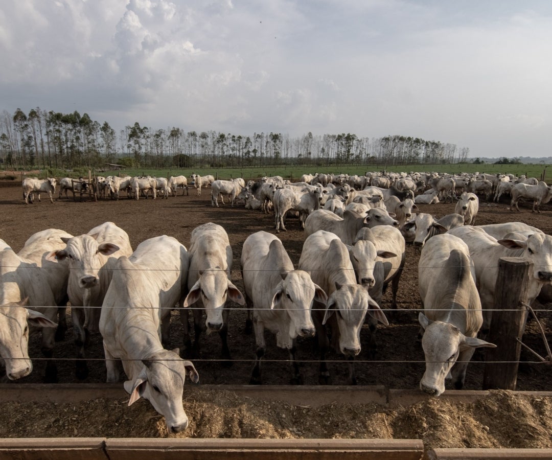 Finca con producción ganadera