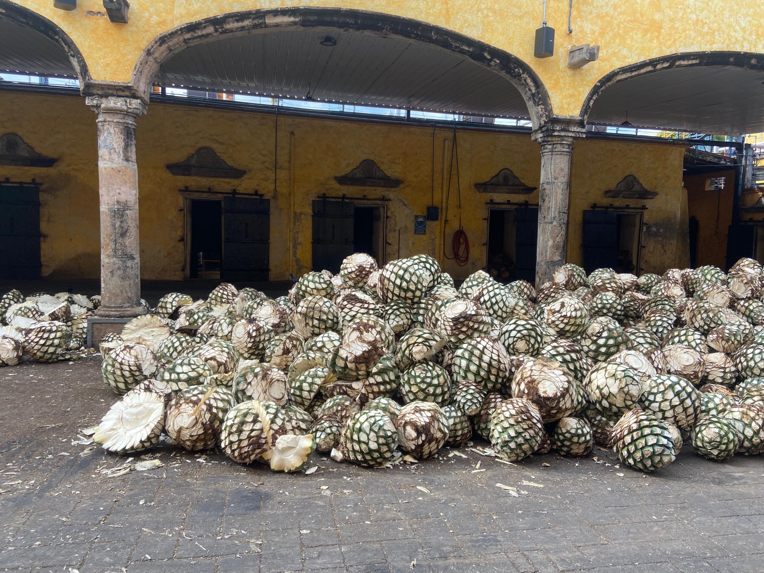Piñas de agave en el patio de hornos