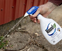 Malezas son rociadas con una botella del herbicida Roundup de la marca Bayer