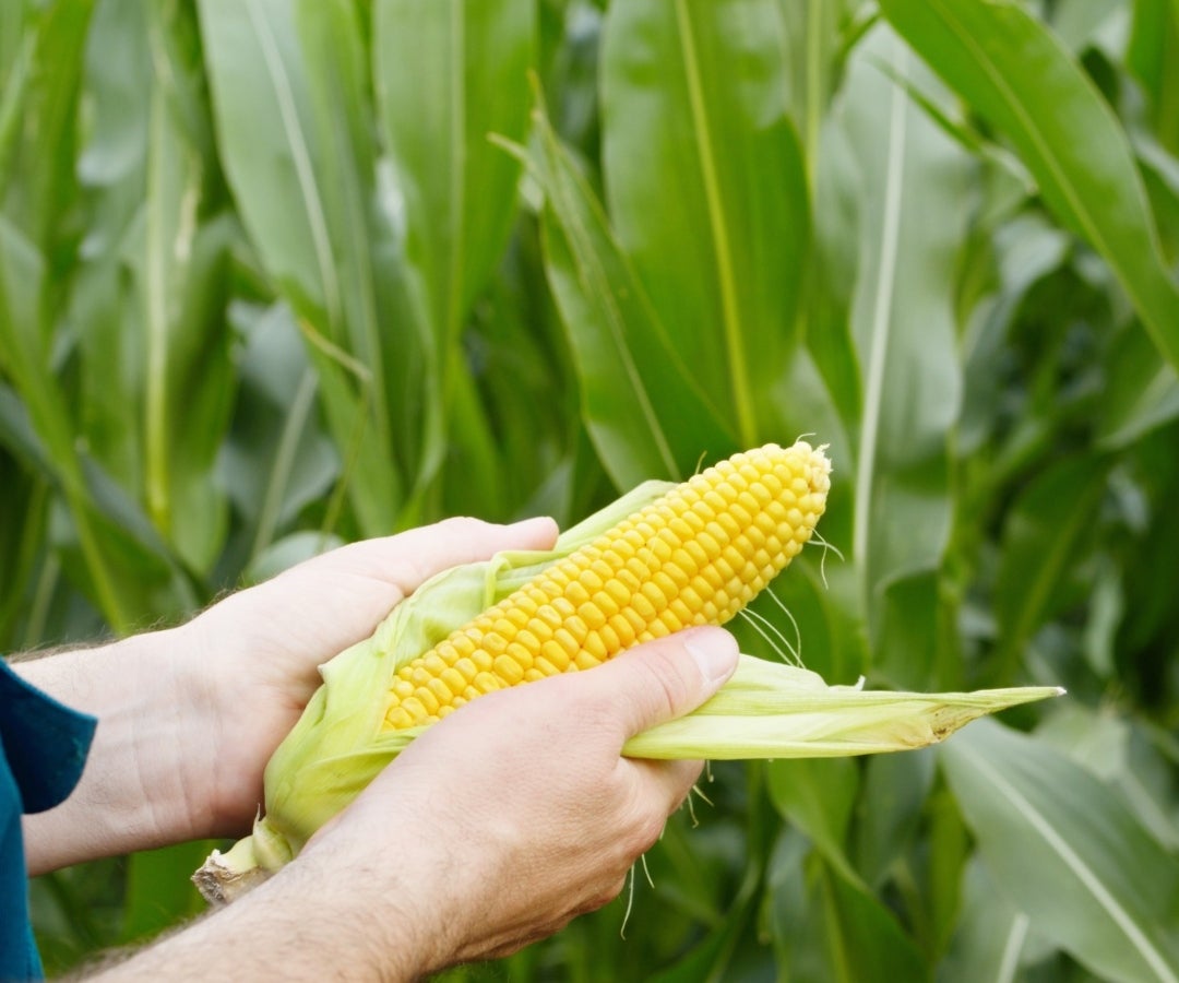 Producción de maíz