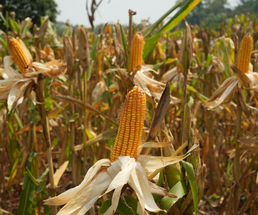Cultivo de maíz