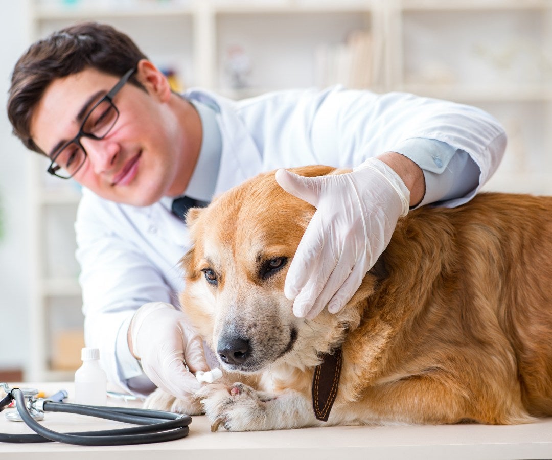 Perro en el veterinario