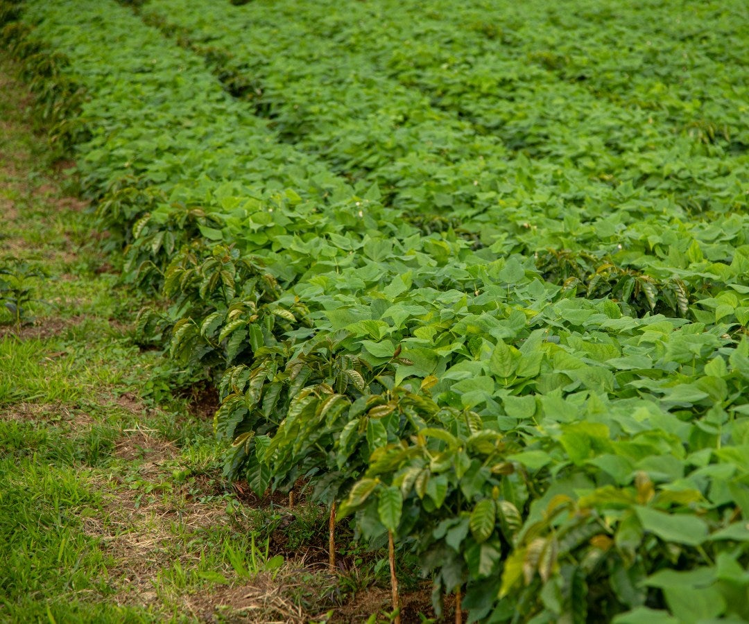 Intercale cultivos de fríjol y maíz con cafetales