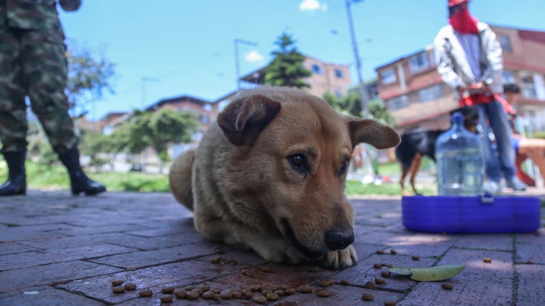 Deshidratación en perros