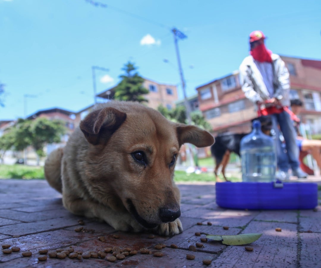 Deshidratación en perros