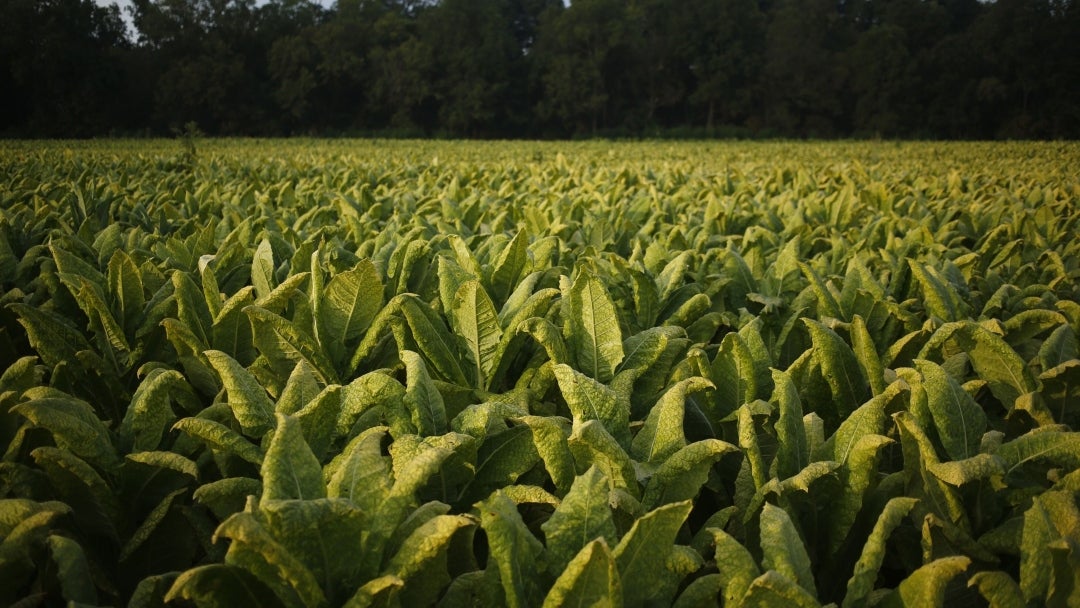 Cultivo de tabaco