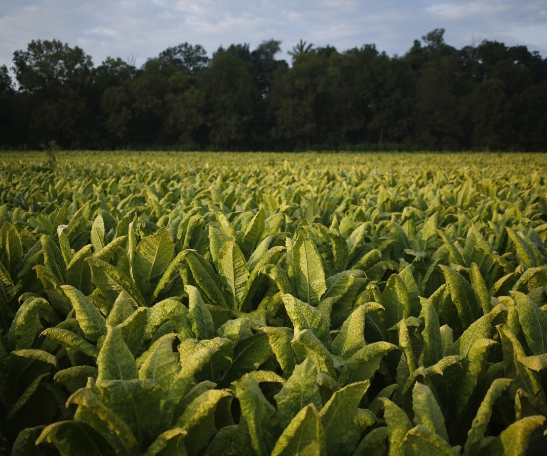 Cultivo de tabaco